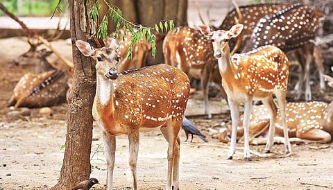 Spotted deer or chital | File photo