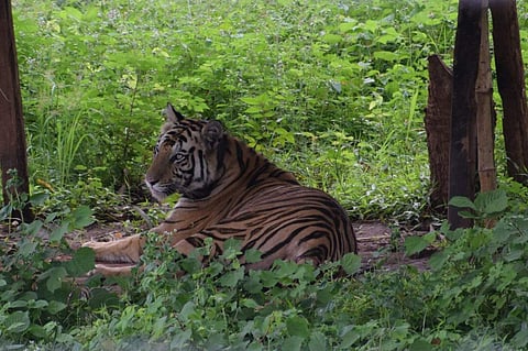 Image of a tigress used for representational purpose only. (Photo | EPS)