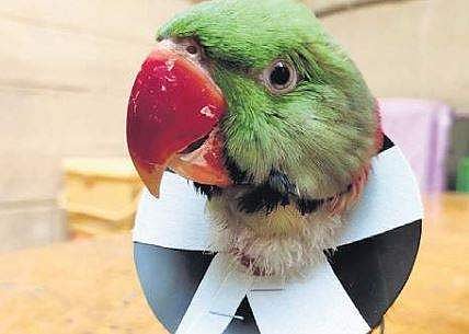 Keeping parakeets in confinement is illegal, say Bengaluru vets