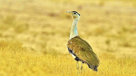 The Great Indian Bustard