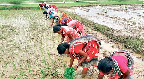 Women transplanting paddy saplings in a farm field in Bangiriposi |  express