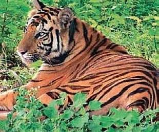 Picture for representational purpose (File Photo |EPS)