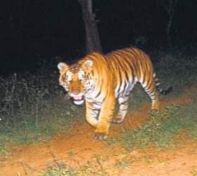 A camera trap photo of the lone tiger