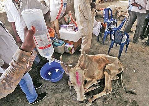 A calf  being administered saline (Photo |EPS)