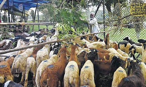 Ahead of Bakrid, sheep-sellers set up makeshift tents to rear and sell  the cattle at Salarjung Museum Road