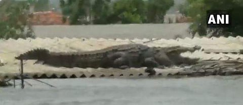 A crocodile took shelter on a rooftop of a submerged house. (Photo| ANI Twitter)