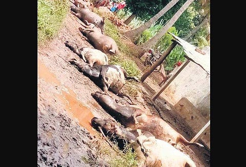 Carcasses of cattle at Munavalli village in flood-affected Belagavi district 