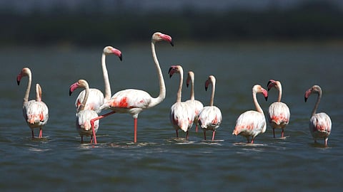Image of Pulicat Lake for representation. (File Photo | EPS)