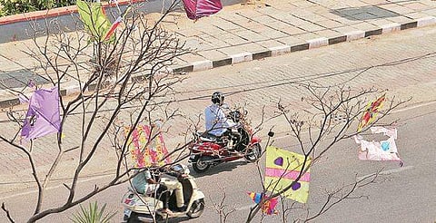 An image from Sankranti festival celebrations that left kites stuck in branches of trees, used for representational purposes. (Photo | S Senbagapandiyan, EPS)