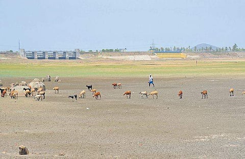 A view of the dry Chembrabakkam  lake | Shiba Prasad Sahu