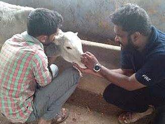 Animal lovers tending to a calf in a flood-hit district. | Express Photo Services
