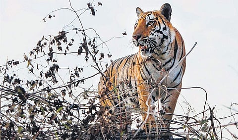 A tiger spotted amid bushes near Kaliasot Dam in Bhopal on Tuesday | pti