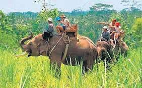 An inquiry conducted by Idukki ACF in 2018 showed nine elephant safari firms did not possess registration certificates.
