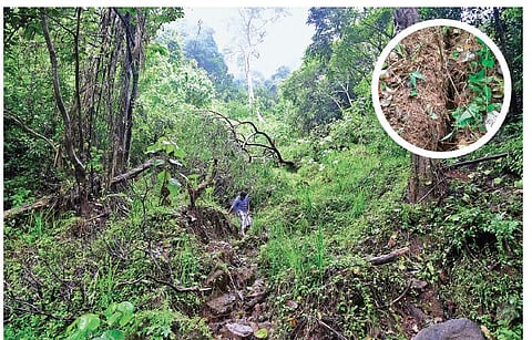 The mud crack developed by soil piping phenomenon at the hilltop in Neriamangalam | Albin Mathew