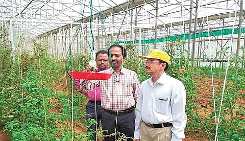 The light trap method that was developed by the Indian Institute of Horticultural Research to kill pests that ruin tomato crops | Express