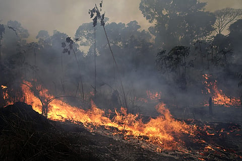 Experts say increased land clearing during the months-long dry season to make way for crops or grazing has aggravated the recurring problem of wildfires in Amazon. (Photo | AP)