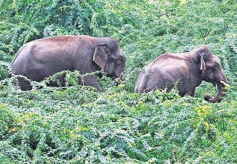Latest survey figures suggest that there are around 5,706 wild elephants against 6,177 jumbos recorded in the 2012 census in Kerala.
