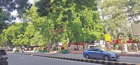 Neem saplings were planted along the Parliament Street in New Delhi and a large number of them occupy either sides of the road today.  (Photo | Parvez Sultan, ENS)