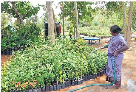 Saplings being grown in a nursery in Kallukkudiyeruppu | Muthu Kannan