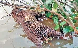 Leopard lying dead (File Photo | EPS)