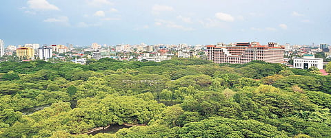 Mangalavanam, known as the ‘green lung’ of Kochi | file pic