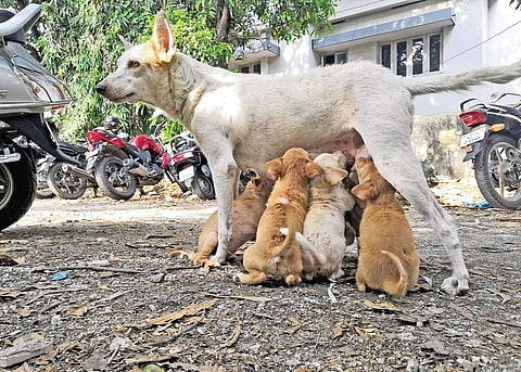Cracking the ABC of stray dog menace