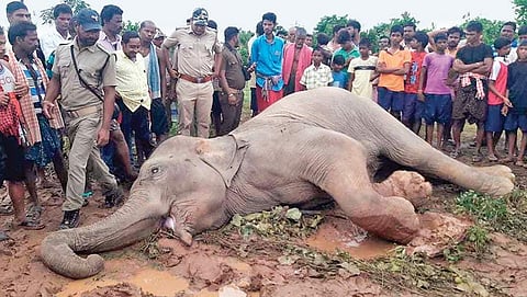 Ailing elephant spotted, herpes virus suspected 