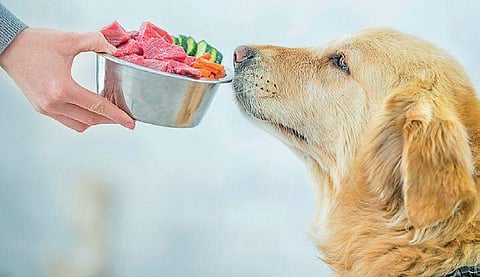 dog food