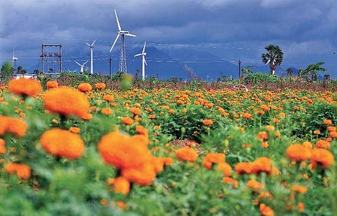 Pics Vincent Pulickal/Flowers at a farm near Thovalai