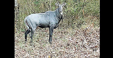 FIR filed after nilgai buried alive in Bihar
