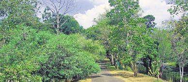 Botanical garden to find a place on tourism map