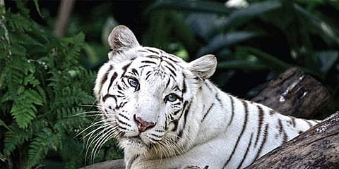 White tiger (File photo| EPS)