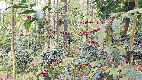 Wild animals are allowed to feed and breed in some coffee estates of Chikkamagaluru district | Express
