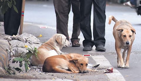A pack of stray dogs seen at Dharam Karan road on Tuesday (Photo| S Senbagapandiyan, EPS)