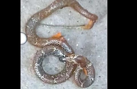 The dead snake found in the food at the community feast in Deuli village.