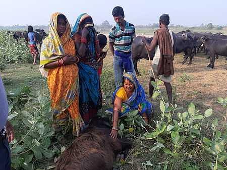 A family mourning the death of a buffalo at a village in Garadapur block.