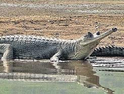 MP govt proposal for drawing water from Chambal river turned down by green panel to protect local species