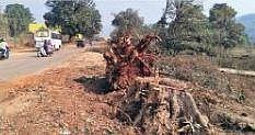 Trees felled at Bariniput.