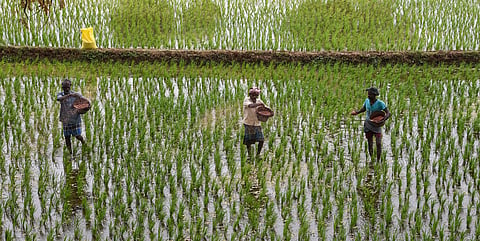Farmers who had completed the harvest were involved in Navarai season using the available water from Cauvery river. (Photo | EPS)