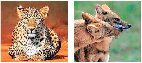 A leopard and a pair of jackal photographed in Koppal district | Indrajeet Ghorpade