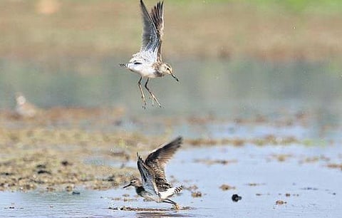 Birders rejoice a promising migratory season