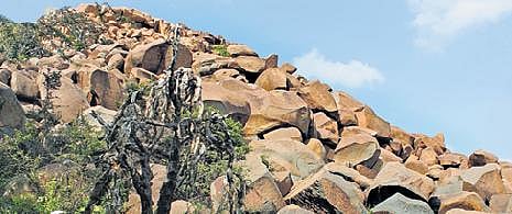 He leaves his foote-prints on south stone age 