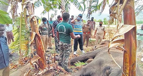 The Kalakkad Mundanthurai Tiger Reserve officials and forest rangers inspected the carcass and transported it to the Manimuthar forest region | Express