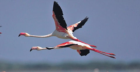 File photo of flamingos at Pulicat Wildlife Sanctuary