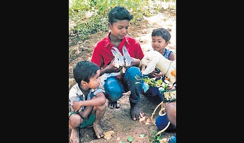 Unni (middle) with his new pets at his colony near Nadavayal in Wayanad.