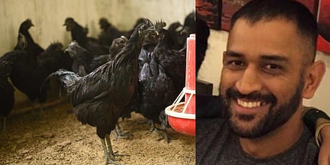 The Black Chicken variety Kadaknath (L) and MS Dhoni (R) (Photo |  Sakshi Instagram)