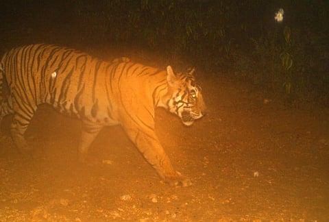 Officials of the Ranthambore Park said that T 38 had ventured into MP's Kuno Wildlife region at the age of 4. (Photo | EPS)
