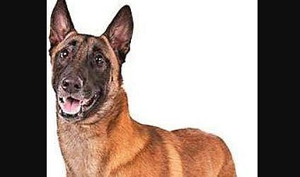 Belgian Malinois