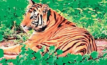 Old, self-healed tigress is Satkosia’s last hope 