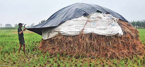 A farmer protects his harvested paddy at Kankipadu on Thursday. (Photo | EPS/P Ravindra Babu)